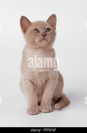 Tonkanesen kitten, Sitz, suchen Stockfoto