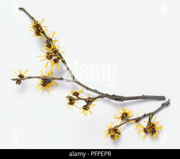 Hamamelis mollis (Chinesische Zaubernuss), Zweige mit gelben Blumen Stockfoto