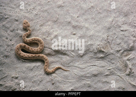 Sand Viper (Vipera ammodytes) Bewegen auf Sand Stockfoto