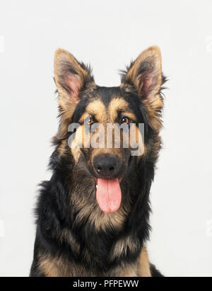 Langhaarige Deutsche Schäferhund keuchend Stockfoto