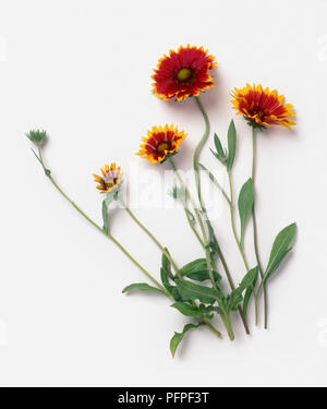Gaillardia 'Dazzler' mit roten und gelben Blüten, Knospen und grüne Blätter auf langen Stielen Stockfoto