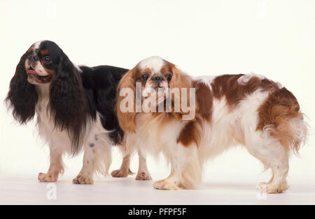 Cavalier King Charles und der King Charles Spaniel Blenheim. Stockfoto