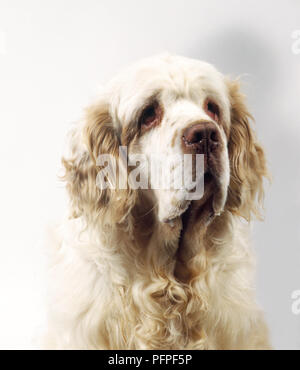 Kopf und Schultern von überwiegend Zitronen- und weißen Clumber Spaniel, Vorderansicht Stockfoto