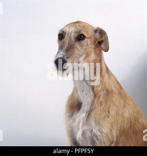 Gold und weiße Kabel - behaarte Galgo Espanol (spanische Galgo) oder Spanischer Windhund Stockfoto