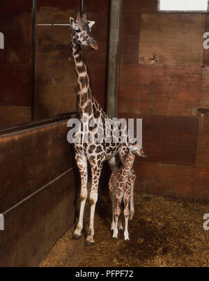 Giraffe (Giraffa Camelopardalis), Mutter und junge Stockfoto