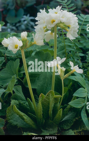 Primula denticulata 'Alba' (Drumstick Primrose, Himalayan Primel), weiße Blumen auf stout Stiele Stockfoto