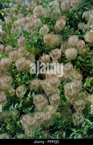 Clematis tangutica 'Bill MacKenzie', Samen Köpfen und grüne Blätter, close-up Stockfoto