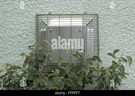 Modern boiler flue with metal grille on outside wall of house obstructed by vegetation Stockfoto