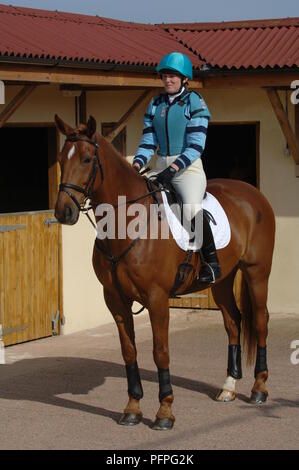 Junge Frau trägt Equestrian Geländereiten Gewohnheit sitzen auf Kastanie Pferd vor stabil Stockfoto