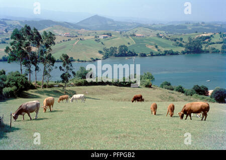 Spanien, Nordspanien, Kantabrien, San Vicente de la Barquera, grasende Kühe auf einem Hügel neben dem Einlass Stockfoto