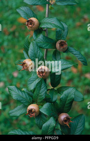 Mispel (Mespilus germanica), schlanke Filiale mit kugelförmigen braunen Früchte, calyces und Lanzenförmige zu länglich-ovale Blätter dunkelgrün, close-up Stockfoto