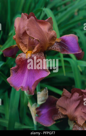 Iris' Tiffany', Blüte, close-up Stockfoto