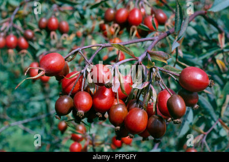 Rosa Orvala (Rot-leaved Rose, Syn. R. rubrifolia) mit roten Hagebutten auf Zweig, close-up Stockfoto