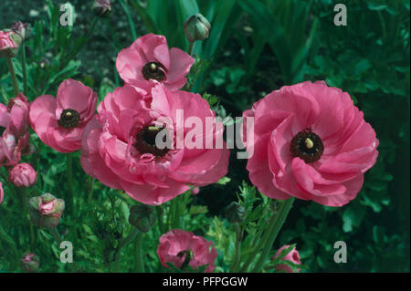 Ranunculus asiaticus (Persisch buttercup), rosa Blumen, close-up Stockfoto