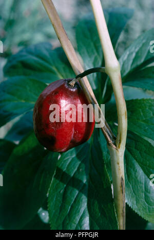 Podophyllum hexandrum (Himalayan mayapple, Indische kann Apple), rote Frucht, close-up Stockfoto