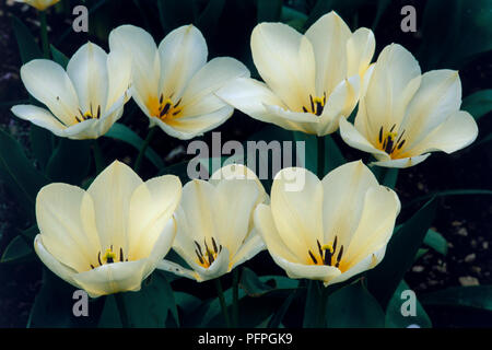 Tulipa "Purissima", Cluster von weißen Tulpen gespült mit gelben, close-up Stockfoto