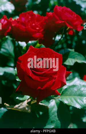Rosa (Evangelium) = 'Tantide" (PBR) mit roten Blumen und glänzend grüne Blätter, close-up Stockfoto