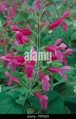 Salvia dorisiana (Obst duftende Sage) mit Magentaroten Blüten, Knospen und grüne Blätter auf hohen Schaft, close-up Stockfoto