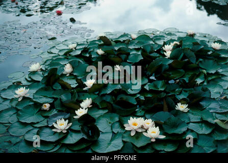 Nymphaea 'Marliacea Albida", Seerosen und Blätter über Wasser in einem Teich Stockfoto