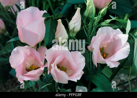 Eustoma grandiflorum Jodler Serie (Texan Bluebell), Lizianthus, rosa Blüten, ungeöffnet und Entfaltung Knospen, close-up Stockfoto