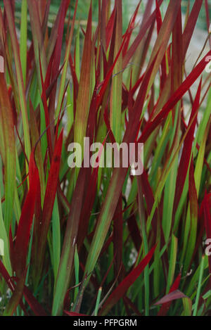 Imperata cylindrica 'Alba' (kunai Gras, Japanisch Bloodgrass) entwickelt, rote, grüne Blätter, close-up Stockfoto