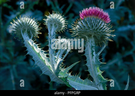 Onopordum nervosum (Thistle), Blüten, Nahaufnahme Stockfoto