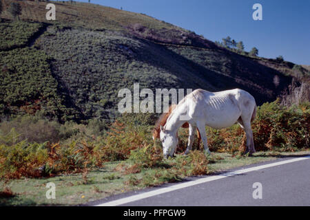 Spanien, Nordspanien, Galicien, in der Nähe von Celanova, zwei Pferde grasen am Straßenrand Stockfoto