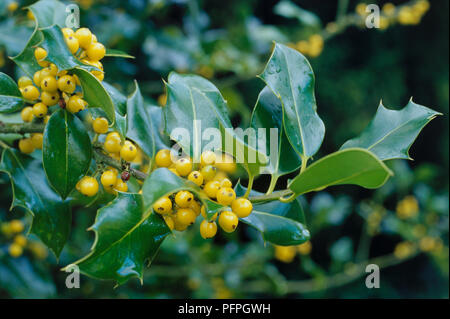 Ilex aquifolium 'Bacciflava', in der Nähe von Holly Tree mit ovalen, dunkelgrünen Blättern und Cluster mit gelben Beeren Stockfoto