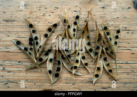Lathyrus Odoratus 'Matucana' (Sweet Pea) getrocknete Schoten und Samen auf Holztisch, close-up Stockfoto