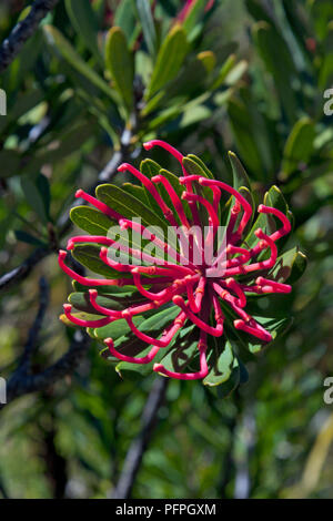 Australien, Tasmanien, Cradle Mountain, Dove Lake, Telopea truncata (Tasmanischen waratah), Rosa flowerhead Stockfoto