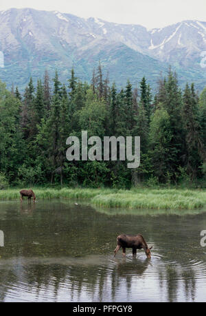 USA, Alaska, Chugach State Park, Eagle River, Elche trinken in Fluss Stockfoto