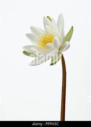 Nymphaea alba (Weiße Seerose) auf Schaft, close-up Stockfoto
