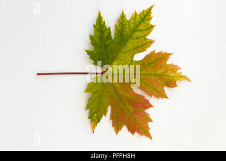 Acer saccharinum (Silber Ahorn), bunten Herbst Blatt Stockfoto