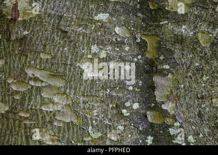 Platanus occidentalis (Buttonwood, American Sycamore), close-up auf Rinde Stockfoto