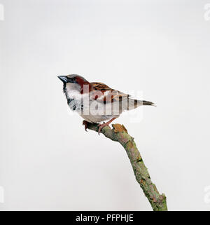 Italienische Sparrow (Passer italiae) hocken auf Zweig, close-up Stockfoto