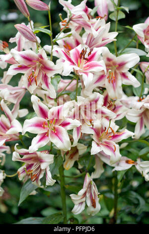 Lilium 'Altari', orientalische Trompete Lily, rosa- und cremefarbenen Blüten Stockfoto