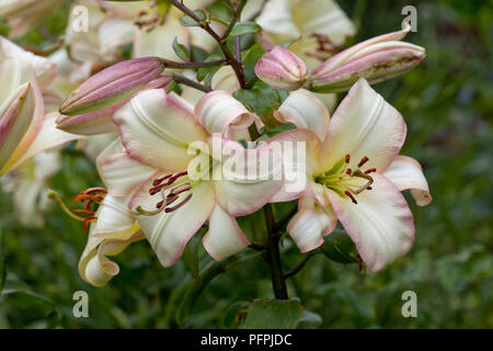 Lilium' Boogie Woogie', orientalische Trompete Lily, creme-weißen und rosa Blüten, Nahaufnahme Stockfoto