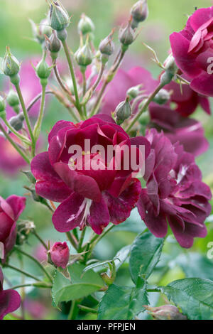 Rosa 'Veilchenblau' Stockfoto