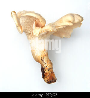 Hydnum repandum (Gemeinsame hedgehog Pilz), Off- White mushroom Stockfoto