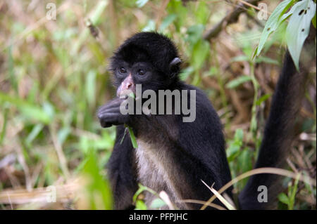 Südamerika, Brasilien, Black-Headed Spider Monkey (Ateles fusciceps), jungen Neue Welt Affe, Captive Stockfoto