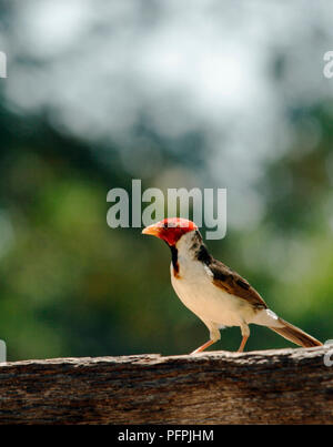 Südamerika, Brasilien, Mato Grosso, Alta Floresta, Red-capped Kardinal (Paroaria gularis), kleine indigene Vogel stehen auf Zaun Stockfoto