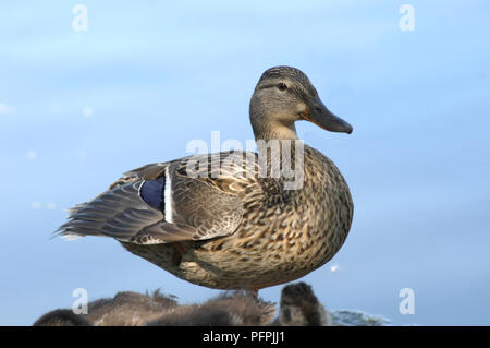 Weibliche Stockente (Anas platyrhynchos) Hocken am Ufer eines Sees Stockfoto