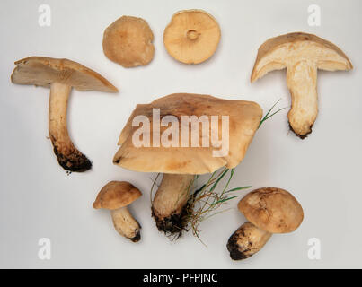 Blick auf Calocybe Gambosa (St. George's Pilz) Stockfoto