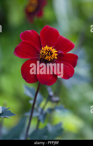 Dahlie 'Bischof von Auckland', close-up Stockfoto