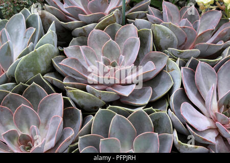 Echeveria 'Duchess von Nürnberg", saftigen Blätter, close-up Stockfoto