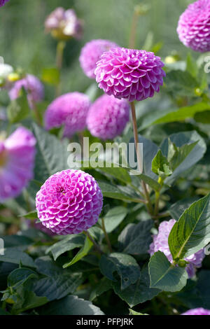 Dahlie "Franz Kafka", hell-rosa Blüten, Nahaufnahme Stockfoto