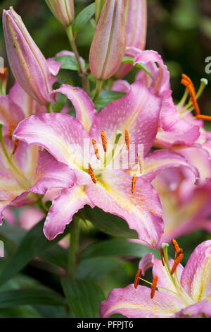 Lilium' Tom Pouce', orientalische Lilie, rosa Blüten mit gelbem Streifen Stockfoto