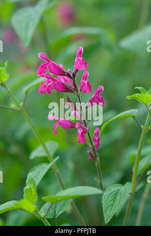 Salvia Involucrata "Joan" (Roseleaf sage), rosa Blüten Stockfoto