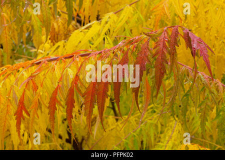 Rhus typhina 'Dissecta' (Staghorn Sumac), Blätter Stockfoto