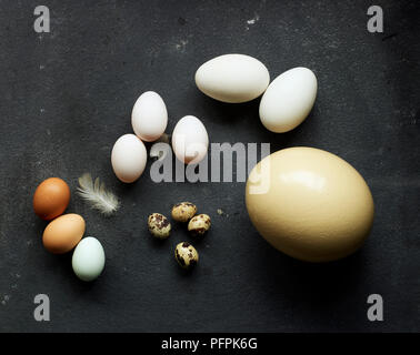 Ente huhn eier, Eier, Eier, Eier, Wachteln, Gänse und Straußenei Stockfoto